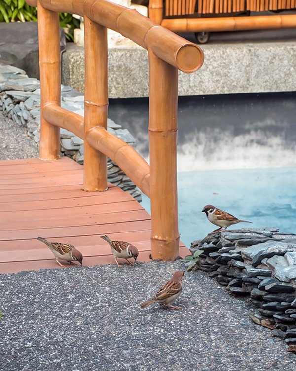 Birds on the resort grounds
