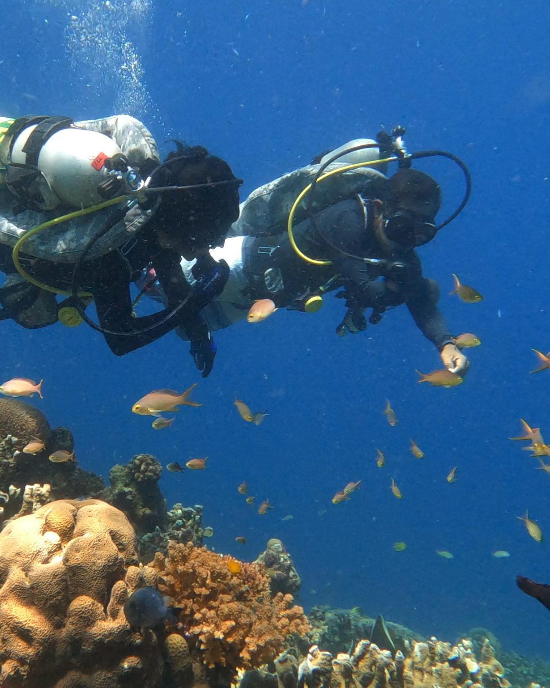 Scuba diving directly offshore