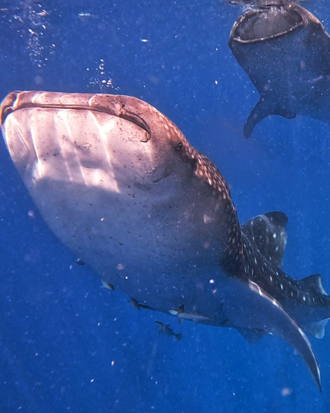 Snorkeler swimming beside a whale shark