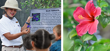 Botanical Tour at Plantation Bay